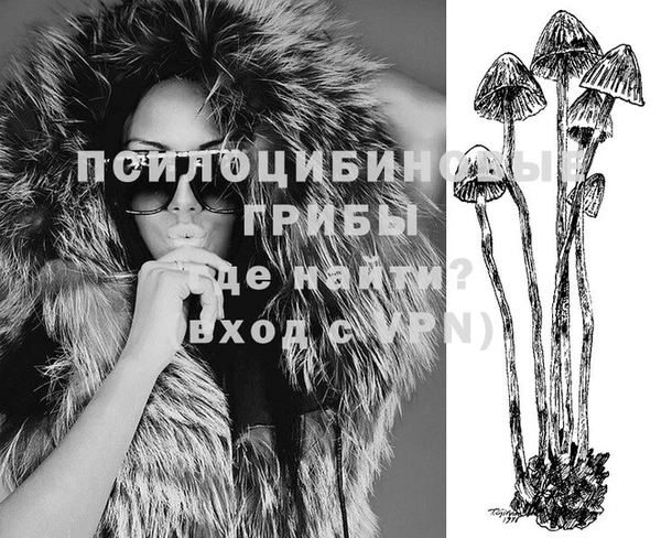 хмурый Аркадак