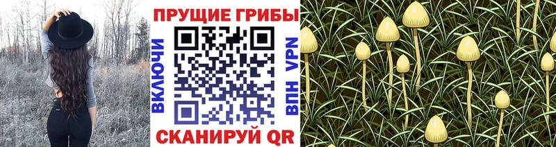 Псилоцибиновые грибы MAGIC MUSHROOMS  дарк нет какой сайт  Сальск 